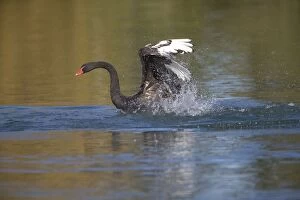 Images Dated 20th August 2011: Black Swan - flapping along lake surface mostly