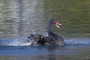 Atratus Gallery: Black Swan - splashing perhaps bathing
