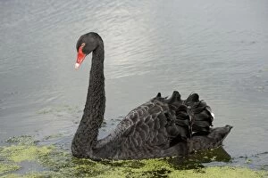Black Swan - Swimming on a pond