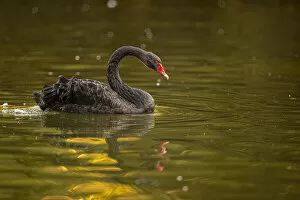 Black Swan - on urban lake - Gijon, Asturias, Spain. Black Swan - on urban lake - Gijon, Asturias, Spain