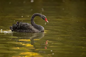 Black Swan - on urban lake - Gijon, Asturias, Spain. Black Swan - on urban lake - Gijon, Asturias, Spain Black Swan - on urban lake - Gijon, Asturias, Spain. Black Swan - on urban lake - Gijon, Asturias, Spain