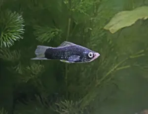 Sword Tail Prints: Black swordtail – side view – variant - tropical freshwater 002593