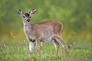 Black-tail Deer - baby in meadow