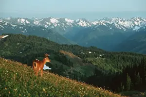 Ungulates Prints: Black-tail Deer - buck in alpine meadow covered with bistort flowers