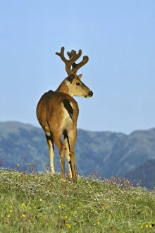 Images Dated 23rd February 1974: Black-tail Deer - buck Pacific Northwest, North America. MD125