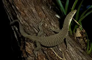 Monitors Prints: Black-tailed / Black-headed monitor