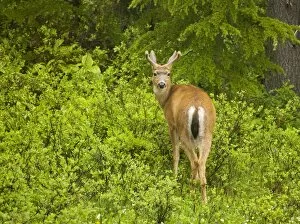 Black-tailed deer / Blacktail deer, in mountain forest