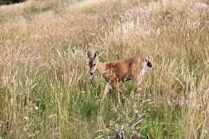 Images Dated 2nd September 2007: Black-tailed Deer. British Colombia - Canada