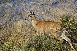 Images Dated 7th September 2007: Black-tailed Deer. British Colombia - Canada