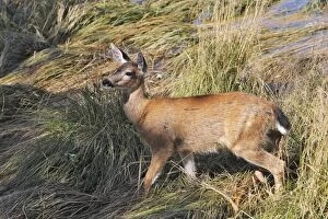 Images Dated 7th September 2007: Black-tailed Deer. British Colombia - Canada