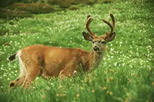 Ungulates Prints: Black-tailed Deer - buck standing among avalanche lilies. June. Pacific Northwest. MD30