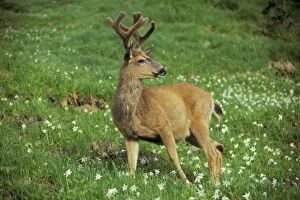 Black-tailed Deer - buck stands among subalpine wildflowers. June