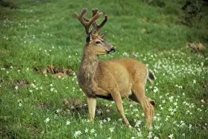 Pacific Northwest Prints: Black-tailed Deer - buck stands among subalpine wildflowers. June. Pacific Northwest. MD19