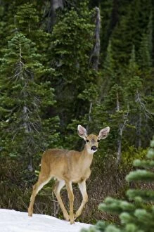 Black-tailed Deer - doe. July