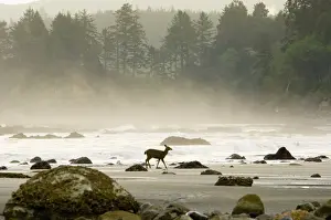 Pacific Northwest Prints: Black-tailed Deer - doe walking along Olympic National Park beach
