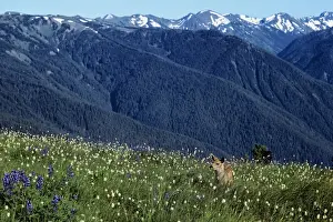 Ungulates Prints: Black-tailed Deer - fawn in subalpine meadow