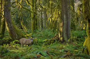 Washington Prints: Black-tailed Deer (Odocoileus hemionus) in Olympic National Park temperate rain forest