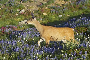 Images Dated 12th May 2006: Black-Tailed Deer (Subsp of Mule deer) - grazing in subalpine meadows Mount Rainier National Park