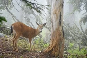 Images Dated 12th May 2006: Black Tailed Deer (Subsp of Mule deer) - in low early morning cloud Mount Rainier National Park
