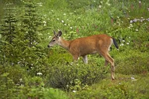 Images Dated 12th May 2006: Black Tailed Deer (Subsp of Mule deer) - grazing in subalpine meadows Mount Rainier National Park