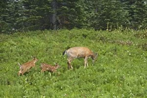 Images Dated 12th May 2006: Black-Tailed Deer (Subsp of Mule deer) - in subalpine meadows