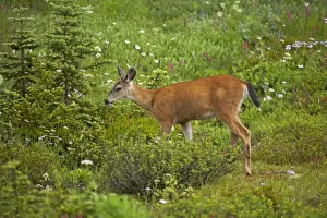 Black Tailed Deer (Subsp of Mule deer) - grazing in subalpine meadows Mount Rainier National Park, Washington State, USA MA000167