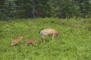 Black-Tailed Deer (Subsp of Mule deer) - in subalpine meadows, Doe and her two fawns Mount Rainier National Park, Washington State, USA MA000182