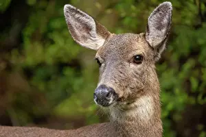 Copy Prints: Black-tailed doe Date: 23-03-2021