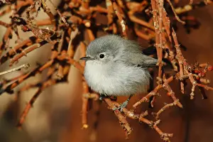 Black-tailed Gnatcatcher