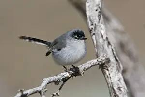 Black-tailed Gnatcatcher