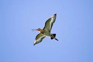 Images Dated 19th July 2012: Black-tailed Godwit