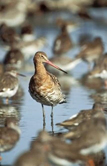 Images Dated 17th June 2004: Black-tailed Godwit