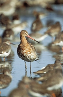BLACK-TAILED GODWIT - standing in water