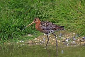 Images Dated 20th June 2009: BLACK TAILED GODWIT