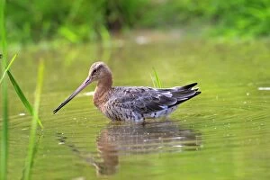 Images Dated 19th June 2009: BLACK TAILED GODWIT
