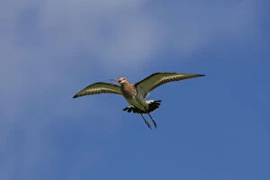 Black-tailed Godwit - adult male in flight - Germany