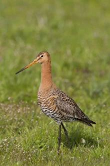 Black Tailed Godwit Gallery: Black-tailed Godwit - adult male in meadow - Germany