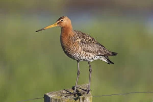 Black Tailed Godwit Gallery: Black-tailed Godwit - adult male perched on post - Germany