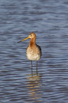 Black Tailed Godwit Gallery: Black-tailed Godwit - adult male in shallow water - Germany