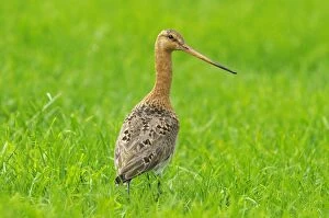 Black-tailed Godwit - adult in meadow - spring