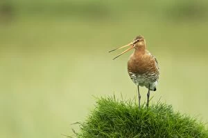 Images Dated 16th June 2014: Black-tailed Godwit - calling