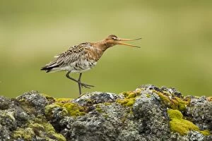 Black-tailed Godwit - calling from volcanic rock