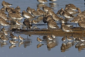 Black-tailed Godwit & Dunlin (Calidris alpina) - on shore Black-tailed Godwit & Dunlin (Calidris alpina) - on shore