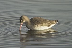 Black-tailed Godwit - In eclipse plumage feeding in water