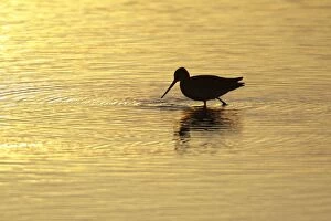 Black-tailed Godwit - feeding in lake at sunset