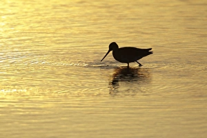 Images Dated 23rd August 2009: Black-tailed Godwit - feeding in lake at sunset - Texel - Holland