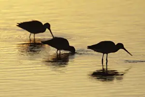 Sunsets And Sunrise Prints: Black-tailed Godwit - feeding in lake at sunset - Texel - Holland