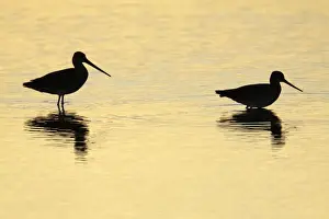 Black Tailed Prints: Black-tailed Godwit - feeding in lake at sunset - Texel - Holland
