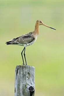 Images Dated 10th June 2008: Black-tailed Godwit - female on alert from post, Texel, Holland
