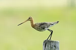 Images Dated 10th June 2008: Black-tailed Godwit - female taking off from post, Texel, Holland